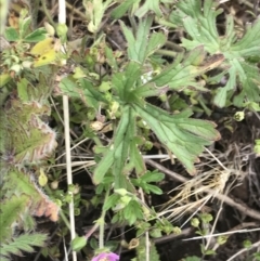 Geranium solanderi var. solanderi at Nimmitabel, NSW - 14 Dec 2021 10:14 AM