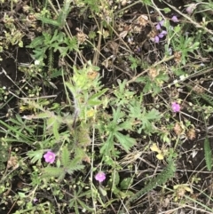 Geranium solanderi var. solanderi at Nimmitabel, NSW - 14 Dec 2021