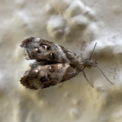 Tebenna micalis (Small Thistle Moth) at Belconnen, ACT - 16 Dec 2021 by Spectregram