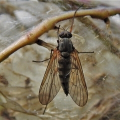 Atherimorpha agathae (A snipe fly) at Namadgi National Park - 14 Dec 2021 by JohnBundock