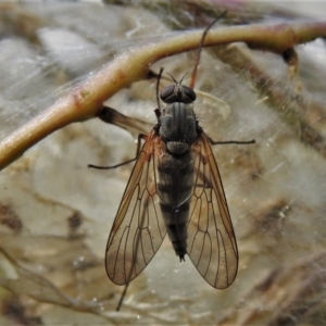 Atherimorpha agathae at Cotter River, ACT - 15 Dec 2021 10:28 AM