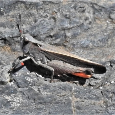 Cryptobothrus chrysophorus (Golden Bandwing) at Namadgi National Park - 14 Dec 2021 by JohnBundock