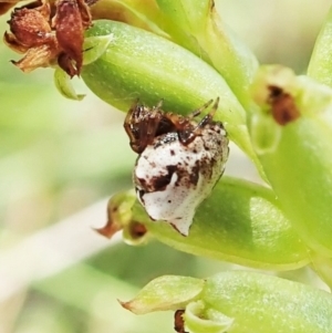 Phoroncidia sextuberculata at Cook, ACT - 9 Dec 2021