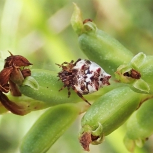 Phoroncidia sextuberculata at Cook, ACT - 9 Dec 2021