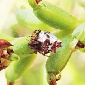 Phoroncidia sextuberculata at Cook, ACT - 9 Dec 2021