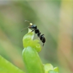 Iridomyrmex sp. (genus) (Ant) at Aranda Bushland - 9 Dec 2021 by CathB