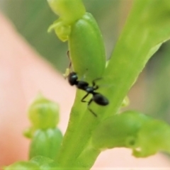 Iridomyrmex sp. (genus) at Cook, ACT - 9 Dec 2021