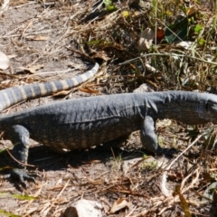 Varanus rosenbergi (Heath or Rosenberg's Monitor) at Tennent, ACT - 14 Dec 2021 by MB