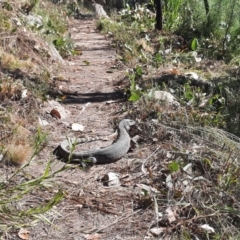 Varanus rosenbergi at Tennent, ACT - suppressed