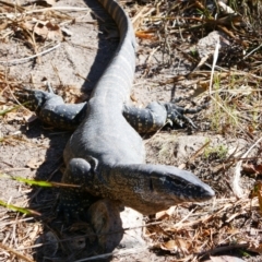 Varanus rosenbergi at Tennent, ACT - suppressed