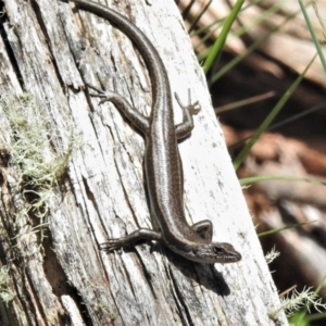 Pseudemoia spenceri at Cotter River, ACT - 15 Dec 2021