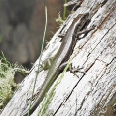 Pseudemoia spenceri at Cotter River, ACT - 15 Dec 2021 11:01 AM