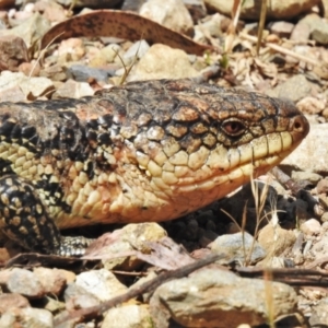 Tiliqua nigrolutea at Cotter River, ACT - 15 Dec 2021