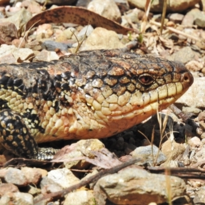 Tiliqua nigrolutea (Blotched Blue-tongue) at Cotter River, ACT - 15 Dec 2021 by JohnBundock