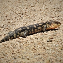 Tiliqua nigrolutea at Cotter River, ACT - 15 Dec 2021