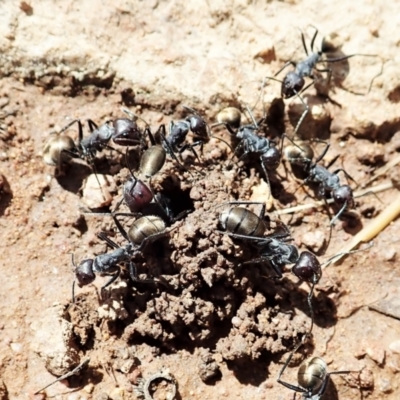 Camponotus suffusus (Golden-tailed sugar ant) at Cook, ACT - 10 Dec 2021 by CathB