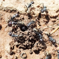 Camponotus suffusus at Cook, ACT - 11 Dec 2021 10:07 AM