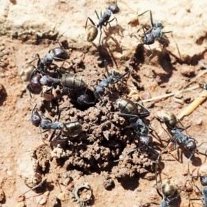 Camponotus suffusus at Cook, ACT - 11 Dec 2021 10:07 AM