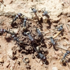 Camponotus suffusus at Cook, ACT - 11 Dec 2021 10:07 AM