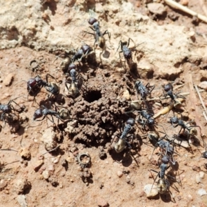 Camponotus suffusus at Cook, ACT - 11 Dec 2021 10:07 AM