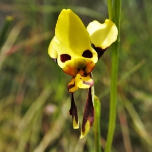 Diuris sulphurea at Cotter River, ACT - suppressed