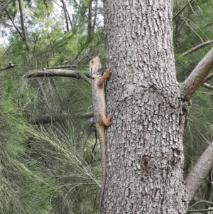 Pogona barbata at Greenway, ACT - suppressed