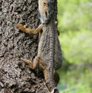 Pogona barbata at Greenway, ACT - suppressed