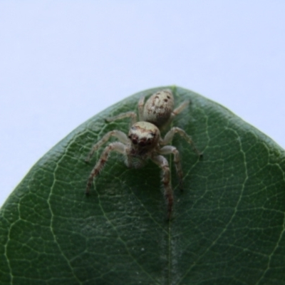 Opisthoncus grassator (Jumping spider) at McKellar, ACT - 16 Dec 2021 by Amata
