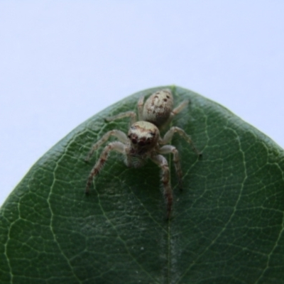 Opisthoncus grassator (Jumping spider) at McKellar, ACT - 16 Dec 2021 by Birdy