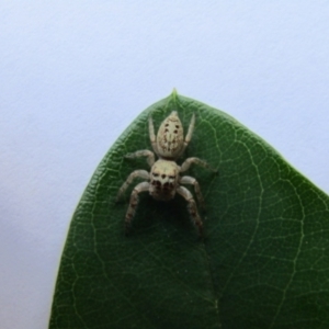 Opisthoncus grassator at McKellar, ACT - 16 Dec 2021