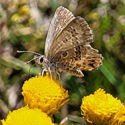 Neolucia agricola (Fringed Heath-blue) at Black Mountain - 16 Dec 2021 by trevorpreston