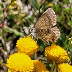 Neolucia agricola at Bruce, ACT - 16 Dec 2021 01:37 PM