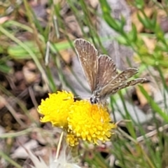 Neolucia agricola at Bruce, ACT - 16 Dec 2021