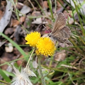 Neolucia agricola at Bruce, ACT - 16 Dec 2021 01:37 PM