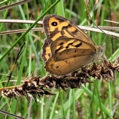 Heteronympha merope (Common Brown Butterfly) at O'Connor, ACT - 16 Dec 2021 by trevorpreston