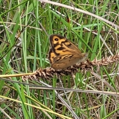 Heteronympha merope at O'Connor, ACT - 16 Dec 2021