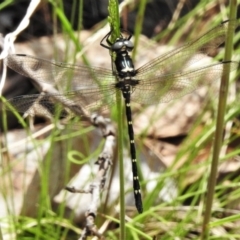 Eusynthemis guttata (Southern Tigertail) at Namadgi National Park - 15 Dec 2021 by JohnBundock