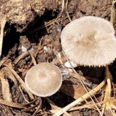 Unidentified Cap on a stem; gills below cap [mushrooms or mushroom-like] at Black Mountain - 16 Dec 2021 by trevorpreston