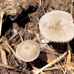 Unverified Cap on a stem; gills below cap [mushrooms or mushroom-like] at Bruce, ACT - 16 Dec 2021 by trevorpreston