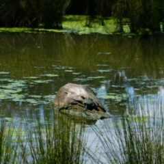 Chelodina longicollis (Eastern Long-necked Turtle) at Isabella Pond - 30 Nov 2021 by MB