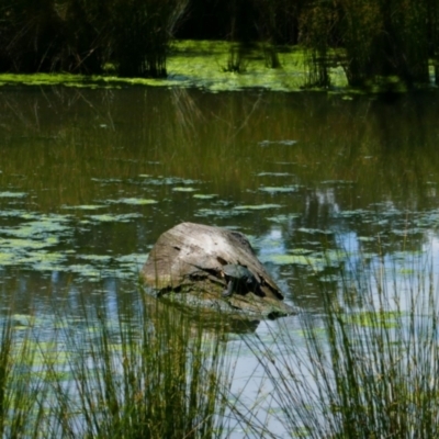 Chelodina longicollis (Eastern Long-necked Turtle) at Monash, ACT - 1 Dec 2021 by MB