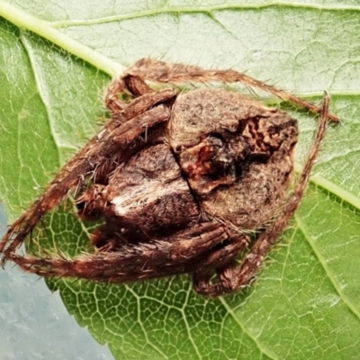 Dolophones sp. (genus) (Wrap-around spider) at Cook, ACT - 9 Dec 2021 by CathB