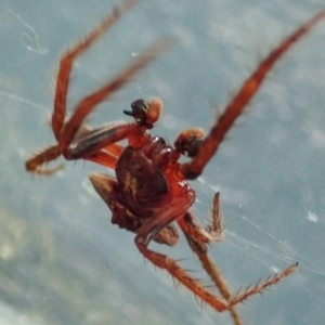 Dolophones sp. (genus) at Cook, ACT - 9 Dec 2021 11:23 AM