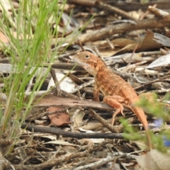 Ctenophorus pictus (Painted Dragon) at Mount Hope, NSW - 13 Dec 2021 by Liam.m