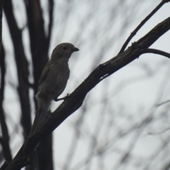 Pachycephala inornata (Gilbert's Whistler) at Mount Hope, NSW - 14 Dec 2021 by Liam.m