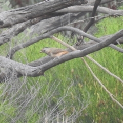 Oreoica gutturalis (Crested Bellbird) at Mount Hope, NSW - 13 Dec 2021 by Liam.m