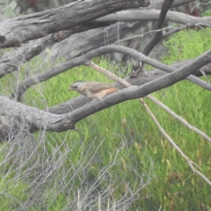 Oreoica gutturalis at Mount Hope, NSW - 14 Dec 2021