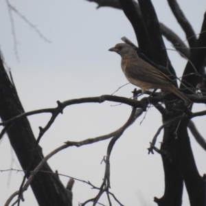 Oreoica gutturalis at Mount Hope, NSW - 14 Dec 2021