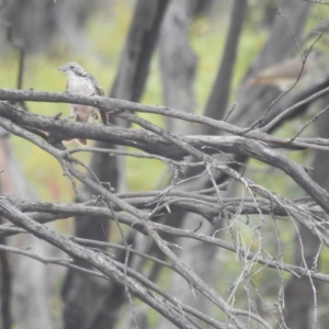 Plectorhyncha lanceolata at Mount Hope, NSW - 14 Dec 2021