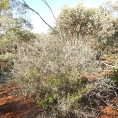 Bossiaea walkeri (Cactus Pea, Cactus Bossiaea) at Yathong Nature Reserve - 12 Dec 2021 by Liam.m